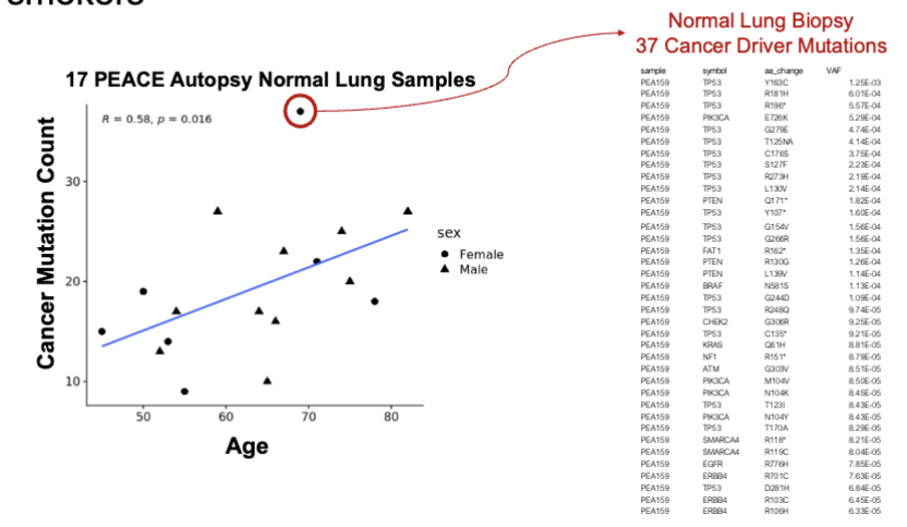 <ul><li><p>mutations increase w/ age in normal lungs from never smokers </p></li></ul><p></p>