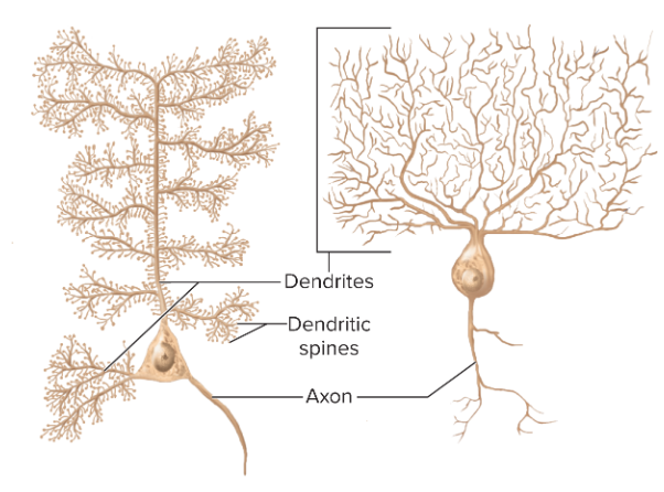 <p>one axon, multiple dendrites; brain, spinal cord</p>