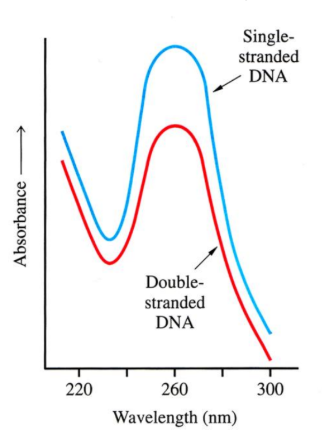 <ul><li><p> DNA melting curves can be measured because single stranded DNA has a higher absorbance than double- stranded.</p></li><li><p>Hyperchromic shift - Shift from low to high absorbance, DS to SS</p></li></ul><ul><li><p> Hypochromic shift - Shift from high to low absorbance, SS to DS</p></li></ul><p></p>