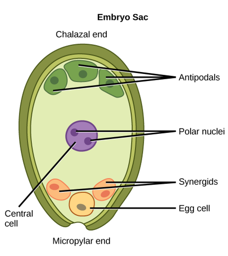 <ol><li><p>Diploid megaspore mother cell divides by meiosis twice to form 4 haploid megaspore cells</p></li><li><p>Only 1 continues developing & the rest degenerate</p></li><li><p>This divides 3 times by mitosis to form:</p><ul><li><p>1 female egg cell</p></li><li><p>3 antipodal cells</p></li><li><p>2 synergid cells</p></li><li><p>2 polar nuclei</p></li></ul></li></ol><p></p>