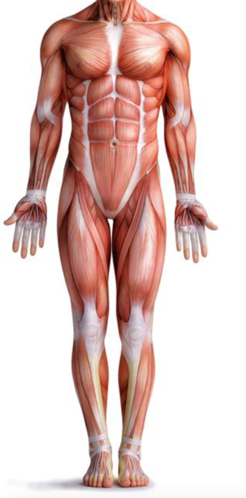<p>anatomical position</p>