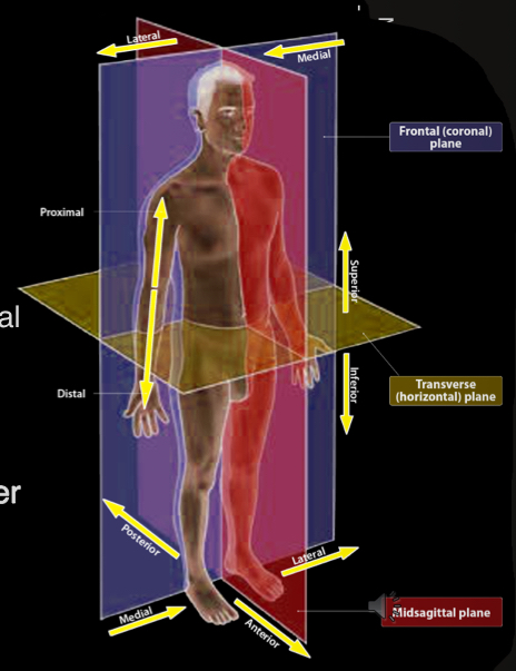 <ul><li><p>nose is <strong>medial</strong> to ears</p></li><li><p>ears are <strong>lateral</strong> to eyes</p></li><li><p>knee is <strong>distal</strong> to hip</p></li><li><p>knee is <strong>proximal</strong> to toes</p></li><li><p>hamstrings are <strong>posterior</strong> to quad muscles</p></li><li><p>abdominal muscles are <strong>anterior</strong> to back muscles</p></li><li><p>ribs are <strong>superior</strong> to hips</p></li><li><p>ankles are <strong>inferior</strong> to hips</p></li><li><p>skin is more <strong>superficial</strong> than muscles</p></li><li><p>organs are <strong>deeper</strong> than skin</p></li></ul><p></p>