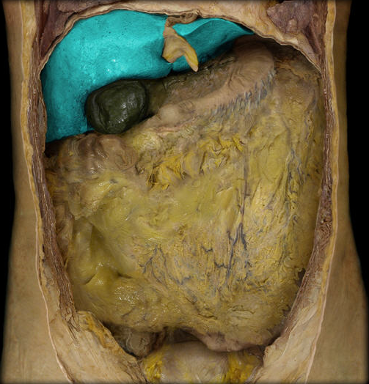 <p>liver</p>