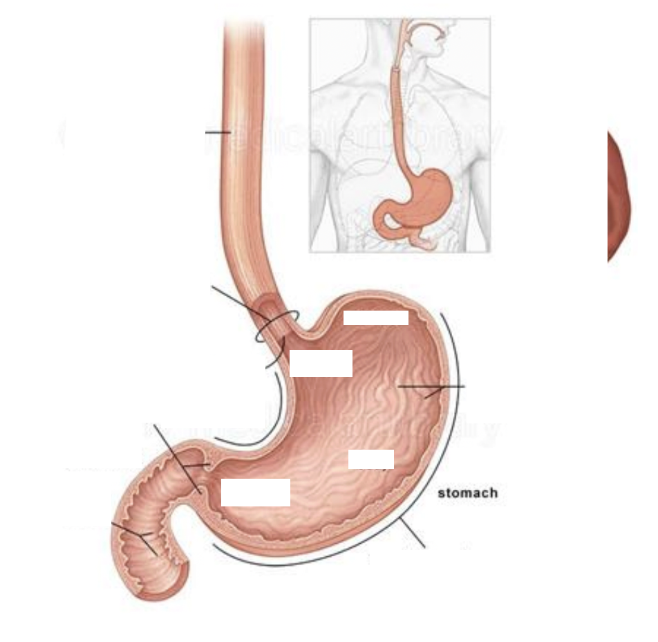 <p>Stomach</p>