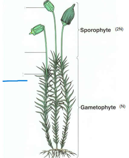 <p>Name the indicated part of the bryophyte</p>