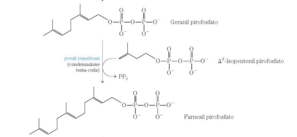 <p>Sostituzione nucleofila con condensazione testa-testa</p>