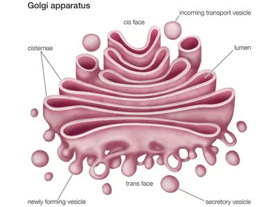 <p>sends processed materials out in vesicles</p>