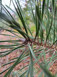 <p>Reddish bark, clusters of 2 needles, sharper and thicker, spherical cone</p>