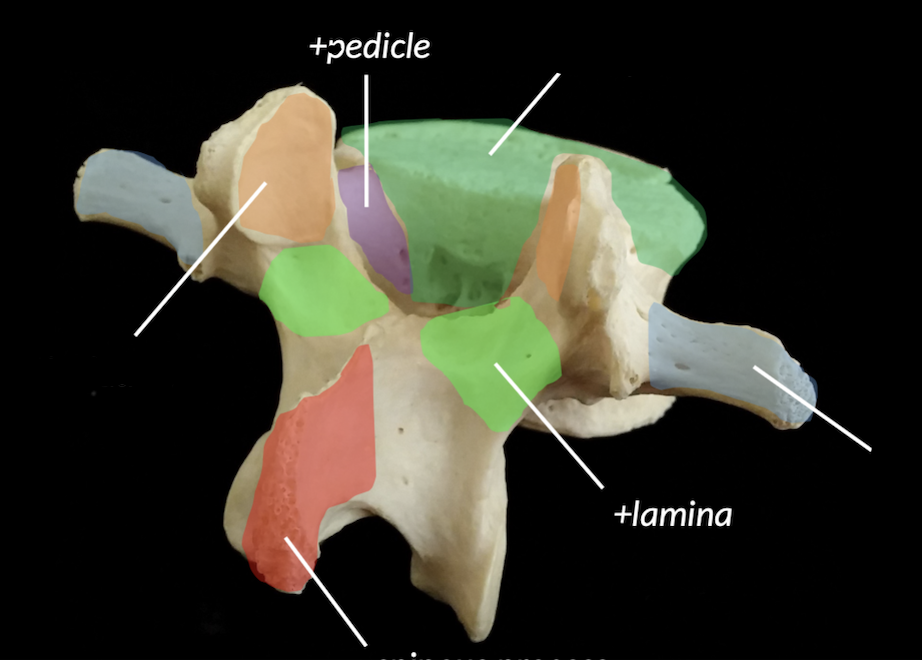 <p>what bone is the highlighted orange area ?</p>