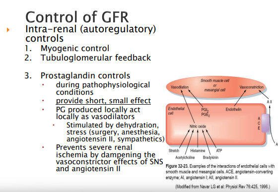<ol><li><p><strong>Myogenic control</strong>; vascular smooth muscle to respond to pressure changes</p></li><li><p><strong>Tubuloglomerular controls</strong>; MD (Macula Densa Cells)</p></li><li><p><strong>Prostaglandins</strong>; <span style="background-color: transparent;"><span>Can act locally to allow for vasodilation of the smooth muscle that makes up the blood cell. Provide short, small effect. Stimulated by body stress such as dehydration, stress(surgery, anesthesia, angiotensin II, sympathetic)</span></span></p></li></ol><p></p>