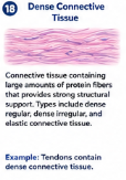 <p>Connective tissue containing large amounts of protein fibers that provides strong structural support.</p>
