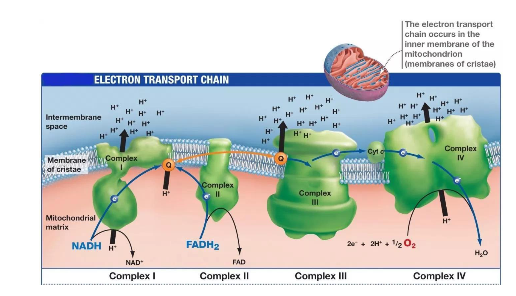 <ul><li><p>Found in the MITOCHONDRIA of cells (specifically the inner mitochondrial membrane)</p></li><li><p>Consists of 4 protein complexes (called I-IV)</p></li></ul><p></p>