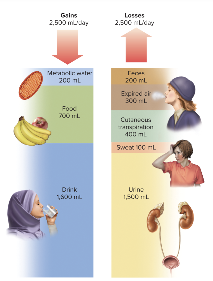 <p>when daily gains and losses are equal and fluids are properly distributed in the body </p><ul><li><p>typical loss and fain of ~2500 mL/day</p></li></ul><p></p>