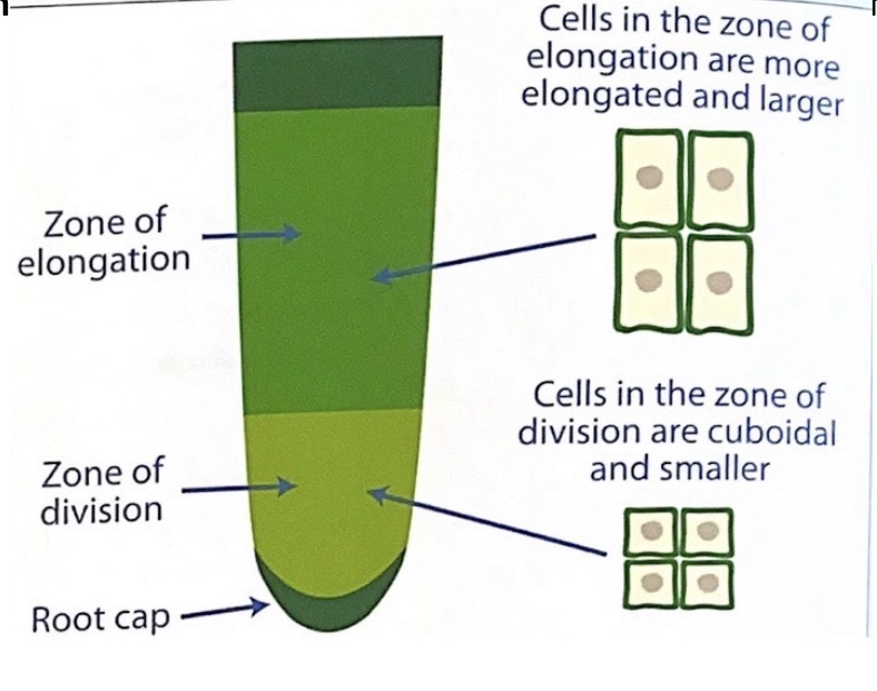 <p><span>Using low / medium power (for example, x100), scan the root tip section and look for the zone of division. Cells in the zone of division are characteristically small and cuboidal in shape with the nucleus appearing relatively large. Once the zone of division is located switch to high power (x400) to observe cells at different stages of mitosis.</span></p>