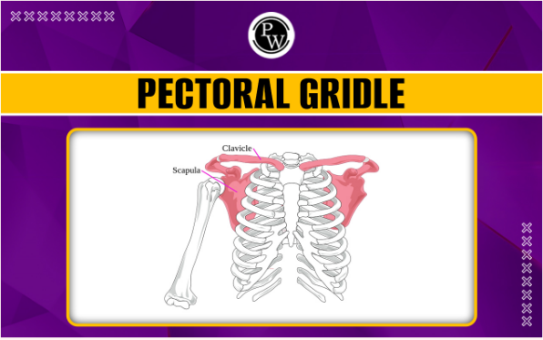 <p>The structure consisting of the scapula and clavicle that attaches the bones of the upper limbs to the axial skeleton.</p>