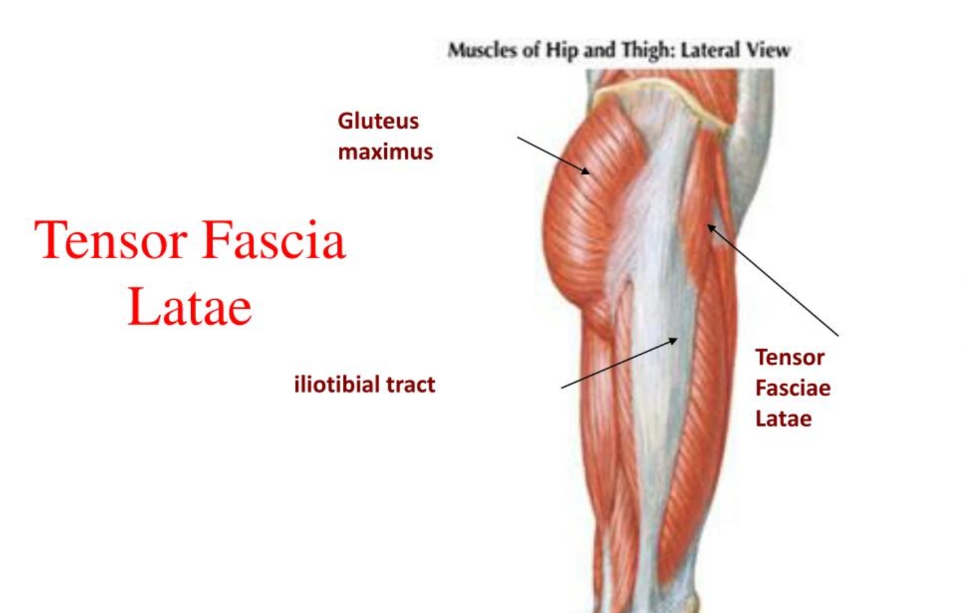 <p>form: ab -< away, pads on outside of leg</p><p>muscles: glue medius/minimus, tensor fascia latae</p><p>progression: leg raises with cuff attached to cable</p><p>regression: body weight against wall</p>
