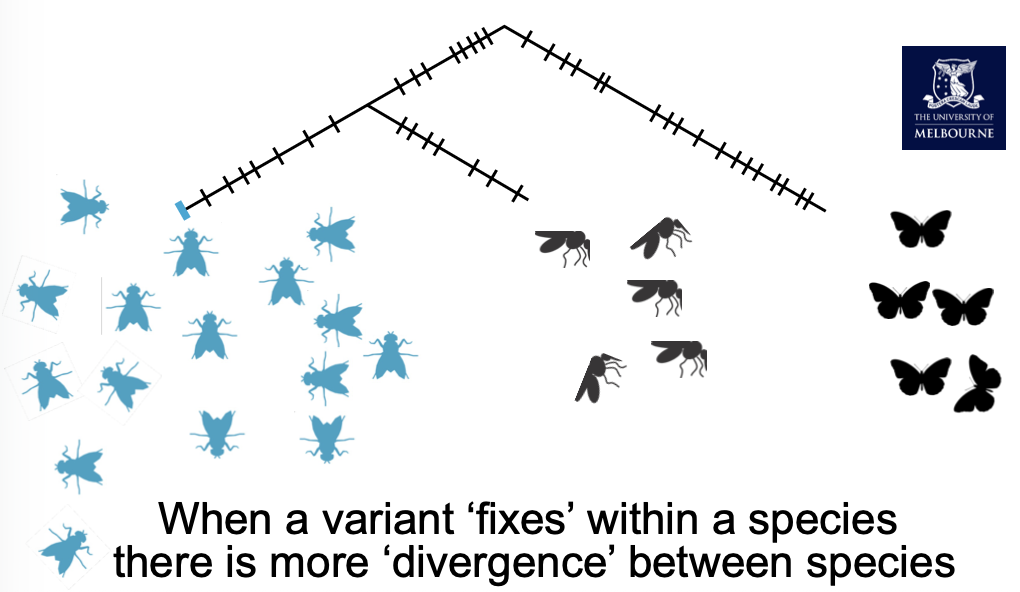 <p>The match between phenotype and function can be exquisite</p><p><strong>Adaptation refers to a trait:</strong></p><p class="p1">Advantageous mutations contribute to a trait that is adaptive</p><p class="p1"><strong>Natural selection is a process:</strong></p><p class="p1">It can act on advantageous mutations and deleterious mutations</p><p class="p1"></p><p class="p1">When a variant ‘fixes’ within a species there is more ‘divergence’ between species</p>