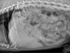 <p>What liver pathology is being shown?</p>