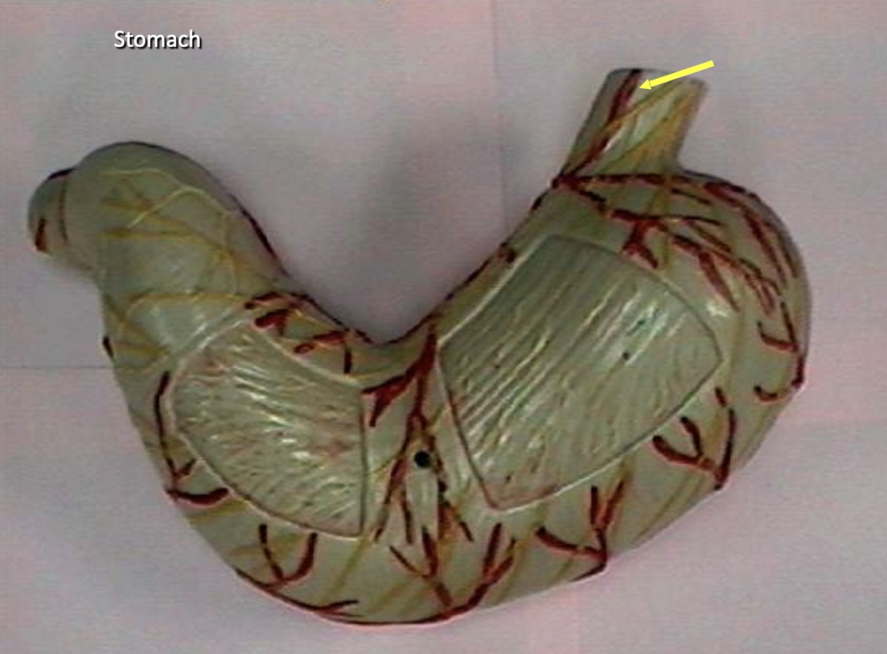 <p>Identify the organs of the digestive tract.</p>