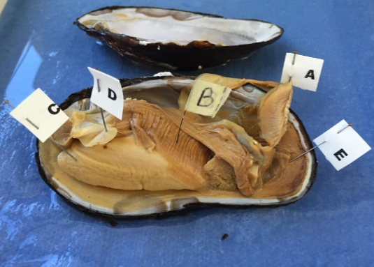 <ol><li><p>identify Kingdom, phylum, class, and genus/species</p></li><li><p>identify a-e</p></li></ol><p></p>