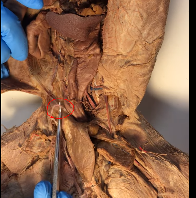 <p>What structure is this?</p>