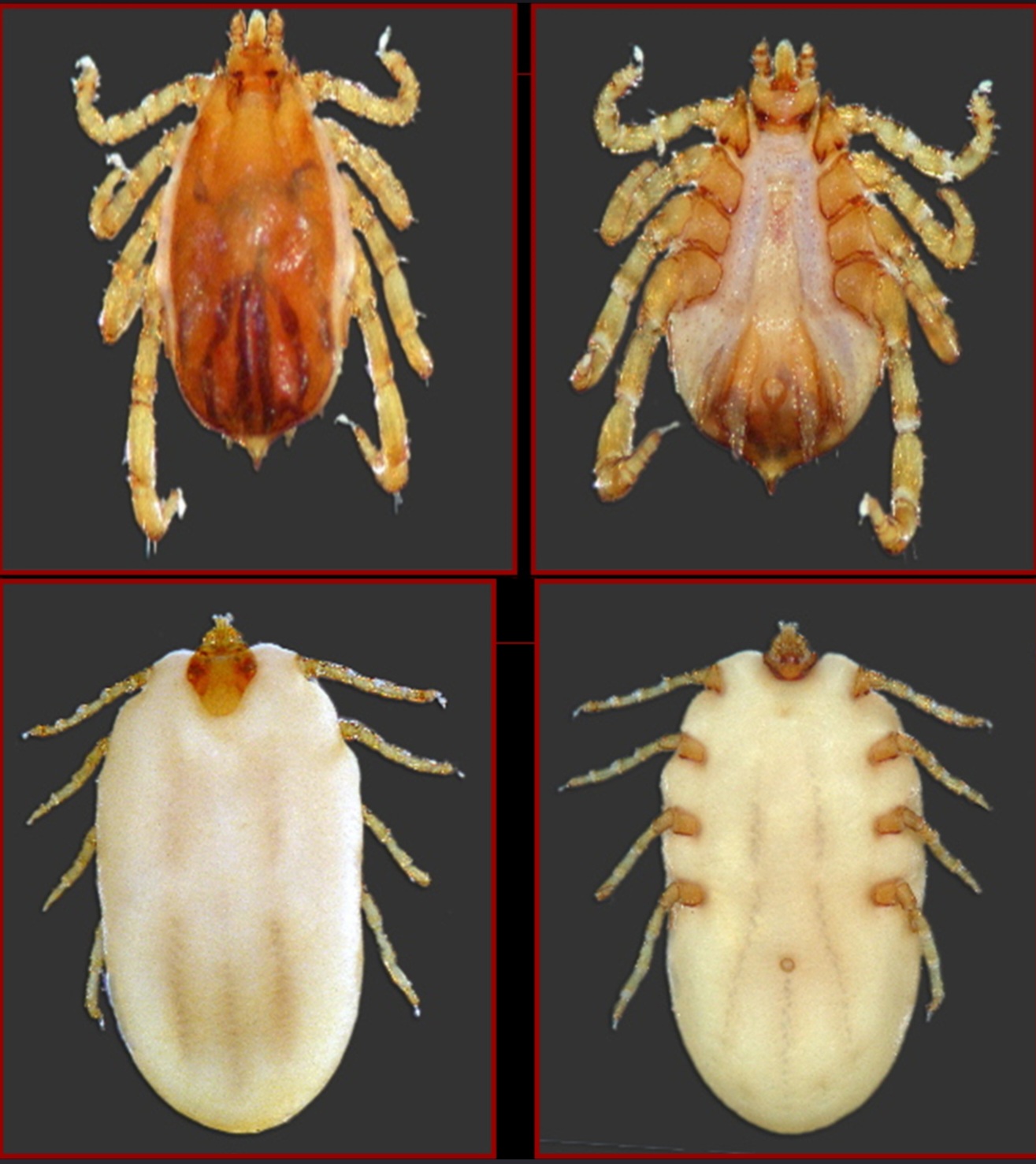 <p>What tick is this?</p>