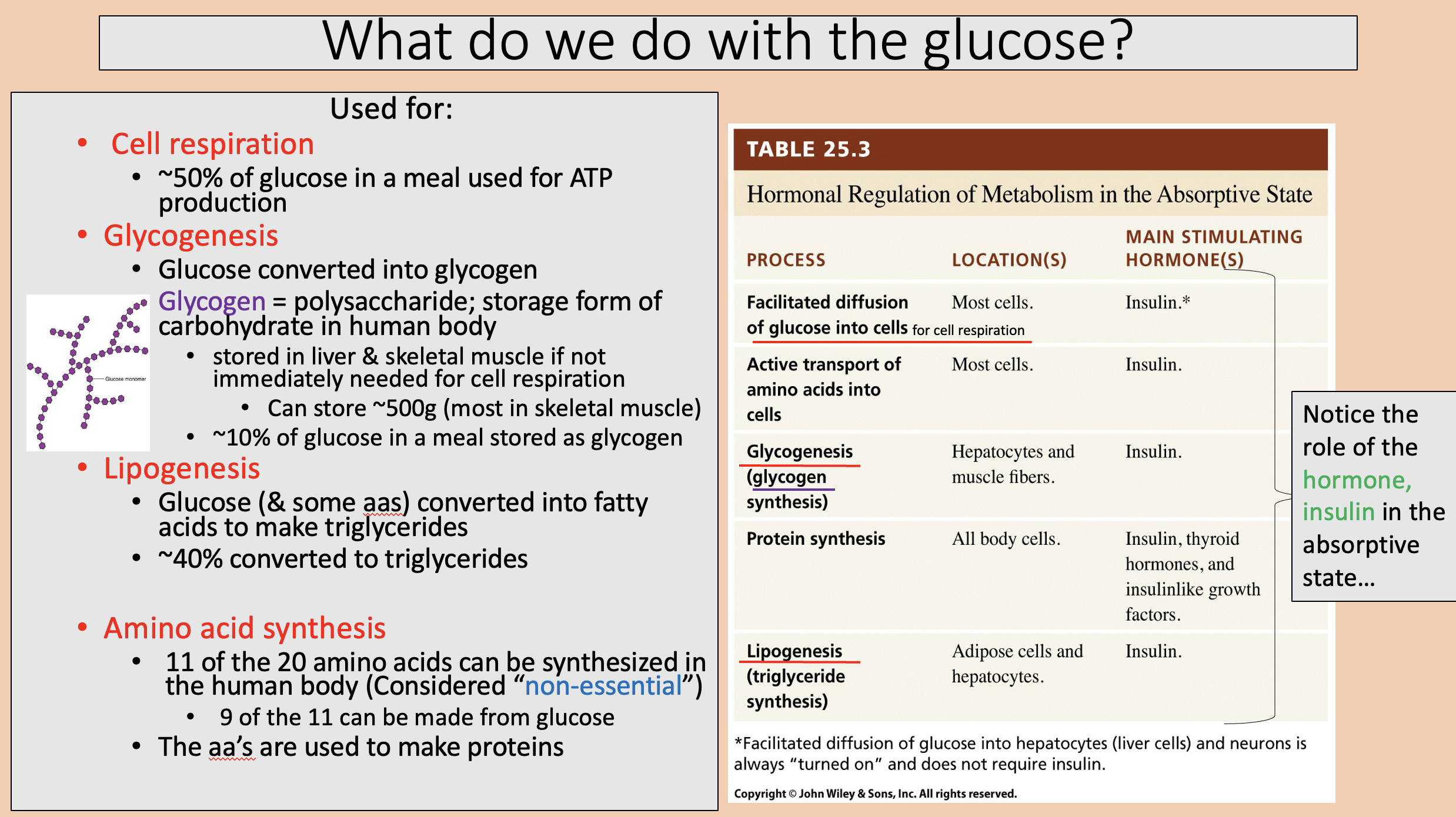 <p><span style="color: rgb(255, 0, 0);">cell respiration </span></p>