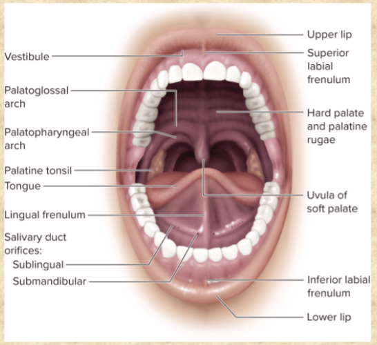 <p>buccal cavity</p>