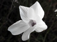 <p>white</p>