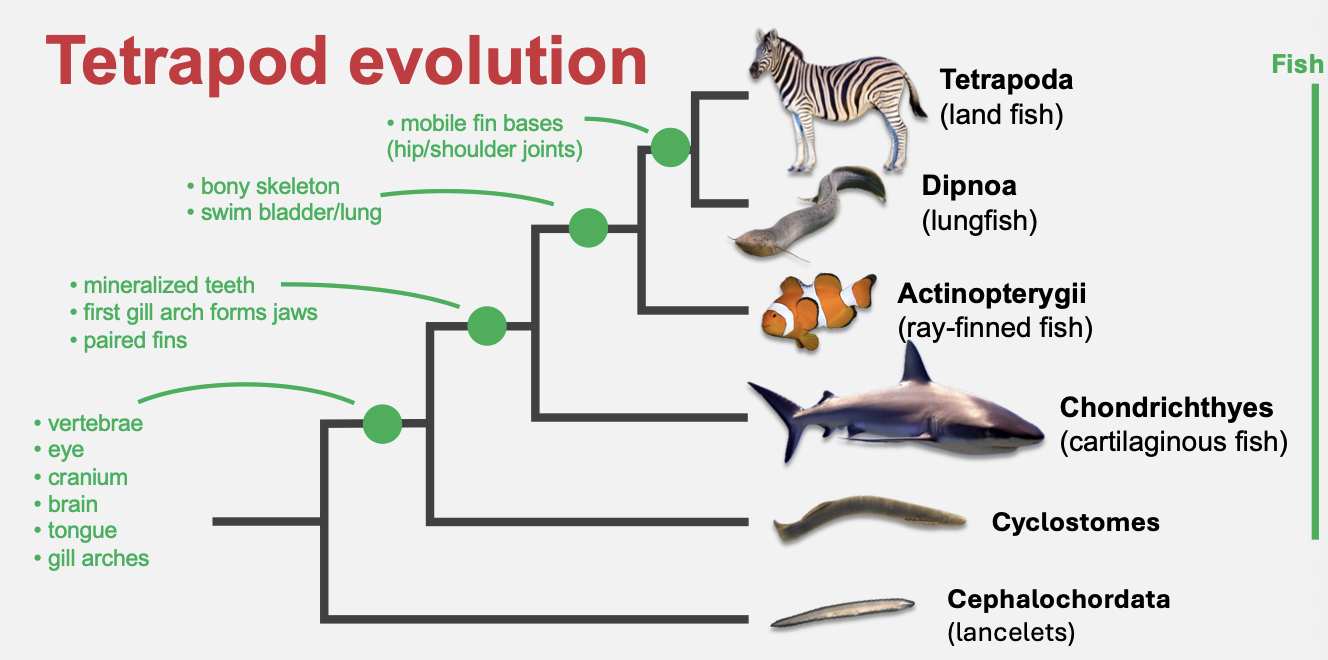 <ul><li><p class="Paragraph SCXO150074495 BCX4" style="text-align: left;"><span style="background-color: inherit; line-height: 19.55px;">Origin from Lobe-Finned Fish</span><span style="line-height: 19.55px;">&nbsp;</span></p><ul><li><p class="Paragraph SCXO150074495 BCX4" style="text-align: left;"><span style="background-color: inherit; line-height: 19.55px;">Tetrapods evolved from lobe-finned fishes (Sarcopterygii)</span><span style="line-height: 19.55px;">&nbsp;</span></p></li><li><p class="Paragraph SCXO150074495 BCX4" style="text-align: left;"><span style="background-color: inherit; line-height: 19.55px;">Fins had bone structures similar to limbs</span><span style="line-height: 19.55px;">&nbsp;</span></p></li></ul></li><li><p class="Paragraph SCXO150074495 BCX4" style="text-align: left;"><span style="background-color: inherit; line-height: 19.55px;">Transition to Land</span><span style="line-height: 19.55px;">&nbsp;</span></p><ul><li><p class="Paragraph SCXO150074495 BCX4" style="text-align: left;"><span style="background-color: inherit; line-height: 19.55px;">Early forms lived in shallow water/swampy environments</span><span style="line-height: 19.55px;">&nbsp;</span></p></li><li><p class="Paragraph SCXO150074495 BCX4" style="text-align: left;"><span style="background-color: inherit; line-height: 19.55px;">Gradual shift from aquatic → semi-terrestrial → fully terrestrial life</span><span style="line-height: 19.55px;">&nbsp;</span></p></li></ul></li><li><p class="Paragraph SCXO150074495 BCX4" style="text-align: left;"><span style="background-color: inherit; line-height: 19.55px;">Key Transitional Fossils</span><span style="line-height: 19.55px;">&nbsp;</span></p><ul><li><p class="Paragraph SCXO150074495 BCX4" style="text-align: left;"><span style="background-color: inherit; line-height: 19.55px;">Tiktaalik – fish with limb-like fins and a neck</span><span style="line-height: 19.55px;">&nbsp;</span></p></li><li><p class="Paragraph SCXO150074495 BCX4" style="text-align: left;"><span style="background-color: inherit; line-height: 19.55px;">Acanthostega – had limbs but still aquatic</span><span style="line-height: 19.55px;">&nbsp;</span></p></li><li><p class="Paragraph SCXO150074495 BCX4" style="text-align: left;"><span style="background-color: inherit; line-height: 19.55px;">Ichthyostega – more adapted for land movement</span><span style="line-height: 19.55px;">&nbsp;</span></p></li></ul></li><li><p class="Paragraph SCXO150074495 BCX4" style="text-align: left;"><span style="background-color: inherit; line-height: 19.55px;">Major Adaptations</span><span style="line-height: 19.55px;">&nbsp;</span></p><ul><li><p class="Paragraph SCXO150074495 BCX4" style="text-align: left;"><span style="background-color: inherit; line-height: 19.55px;">Limbs with digits (replacing fins)</span><span style="line-height: 19.55px;">&nbsp;</span></p></li><li><p class="Paragraph SCXO150074495 BCX4" style="text-align: left;"><span style="background-color: inherit; line-height: 19.55px;">Stronger skeleton to support body weight</span><span style="line-height: 19.55px;">&nbsp;</span></p></li><li><p class="Paragraph SCXO150074495 BCX4" style="text-align: left;"><span style="background-color: inherit; line-height: 19.55px;">Lungs for air breathing</span><span style="line-height: 19.55px;">&nbsp;</span></p></li><li><p class="Paragraph SCXO150074495 BCX4" style="text-align: left;"><span style="background-color: inherit; line-height: 19.55px;">Development of a neck (head movement independent of body)</span><span style="line-height: 19.55px;">&nbsp;</span></p></li></ul></li><li><p class="Paragraph SCXO150074495 BCX4" style="text-align: left;"><span style="background-color: inherit; line-height: 19.55px;">Later Diversification</span><span style="line-height: 19.55px;">&nbsp;</span></p><ul><li><p class="Paragraph SCXO150074495 BCX4" style="text-align: left;"><span style="background-color: inherit; line-height: 19.55px;">Tetrapods gave rise to:</span><span style="line-height: 19.55px;">&nbsp;</span></p><ul><li><p class="Paragraph SCXO150074495 BCX4" style="text-align: left;"><span style="background-color: inherit; line-height: 19.55px;">Amphibians</span><span style="line-height: 19.55px;">&nbsp;</span></p></li><li><p class="Paragraph SCXO150074495 BCX4" style="text-align: left;"><span style="background-color: inherit; line-height: 19.55px;">Reptiles</span><span style="line-height: 19.55px;">&nbsp;</span></p></li><li><p class="Paragraph SCXO150074495 BCX4" style="text-align: left;"><span style="background-color: inherit; line-height: 19.55px;">Birds</span><span style="line-height: 19.55px;">&nbsp;</span></p></li><li><p class="Paragraph SCXO150074495 BCX4" style="text-align: left;"><span style="background-color: inherit; line-height: 19.55px;">Mammals</span><span style="line-height: 19.55px;">&nbsp;</span></p></li></ul></li></ul></li></ul><p></p>
