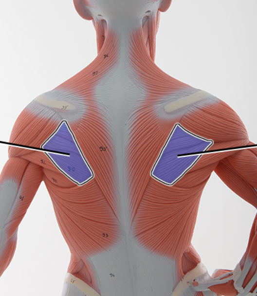 <p>Name the structure highlighted</p>