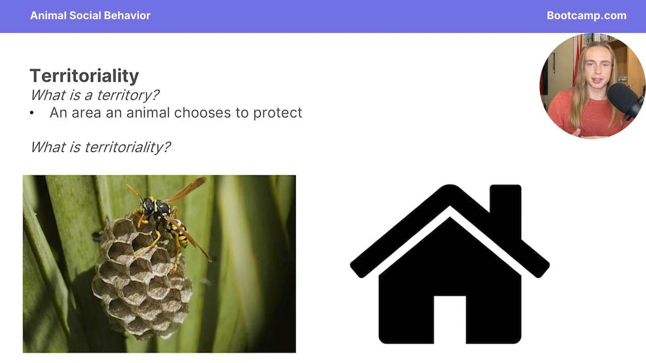 <p>an area an animal chooses to protect </p>