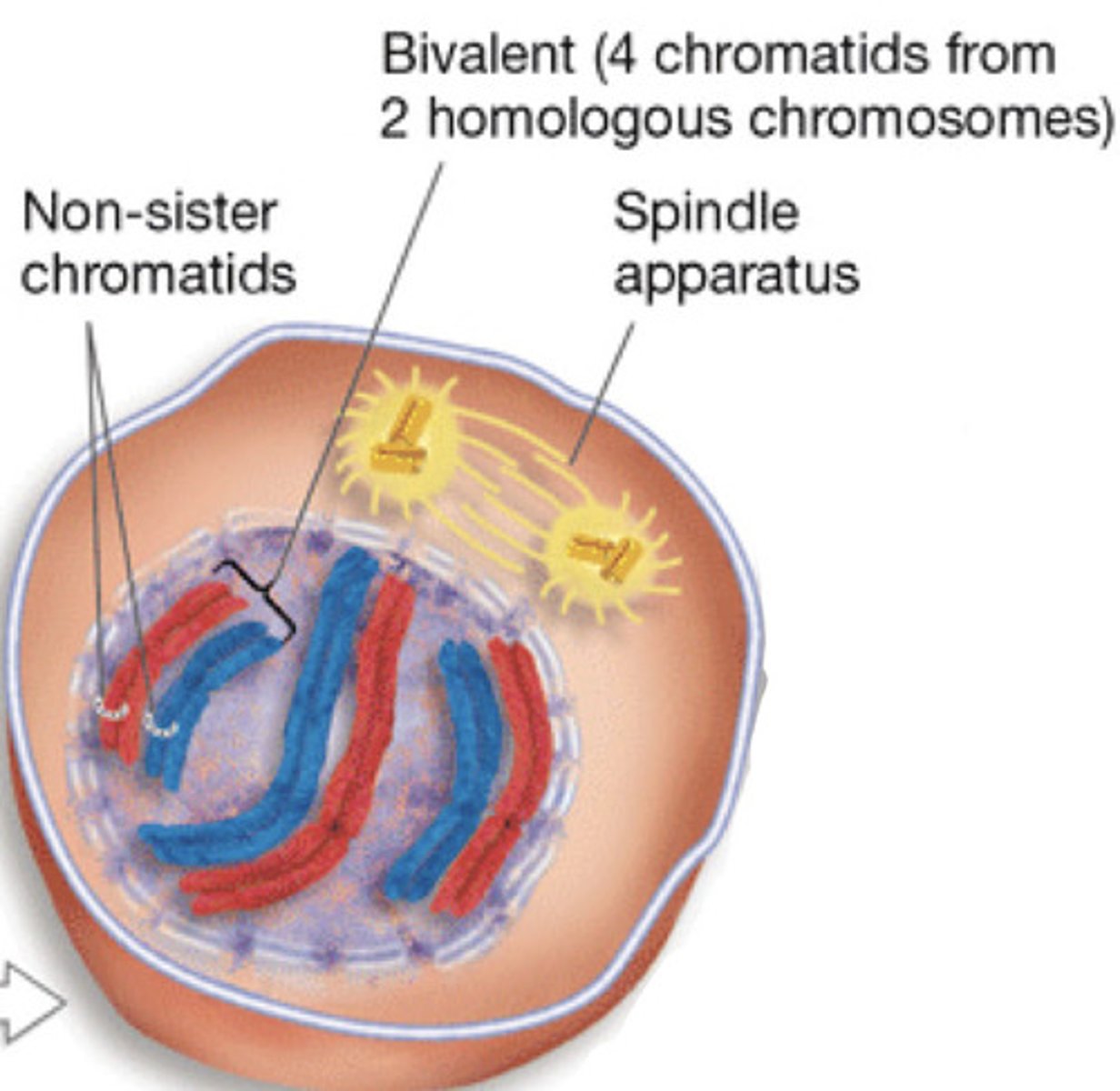 <p>Prophase I</p>