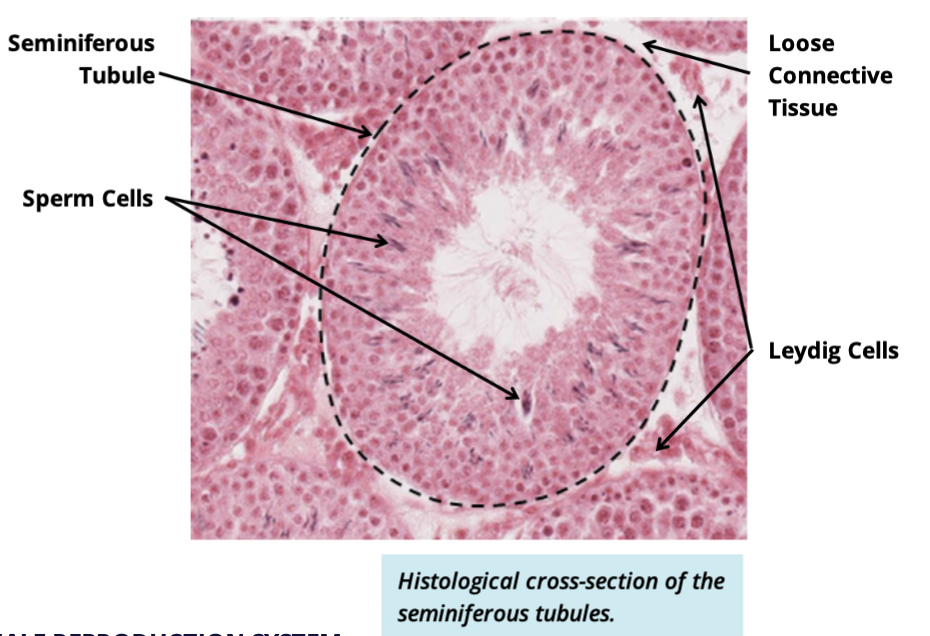 <p>Leydig cells </p><ul><li><p>produce + secrete testosterone </p></li></ul><p></p>