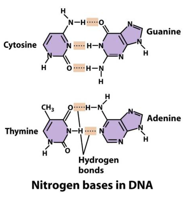 <p>—The bases from two strands face each other, forms <strong>hydrogen bond</strong></p><p>—ALWAYS 1 purine and 1 pyrimidine base having the interactions (Watson-Crick base pairing)<br>    → A-T: forms 2 hydrogen bonds<br>    → C-G: forms 3 hydrogen bonds</p>