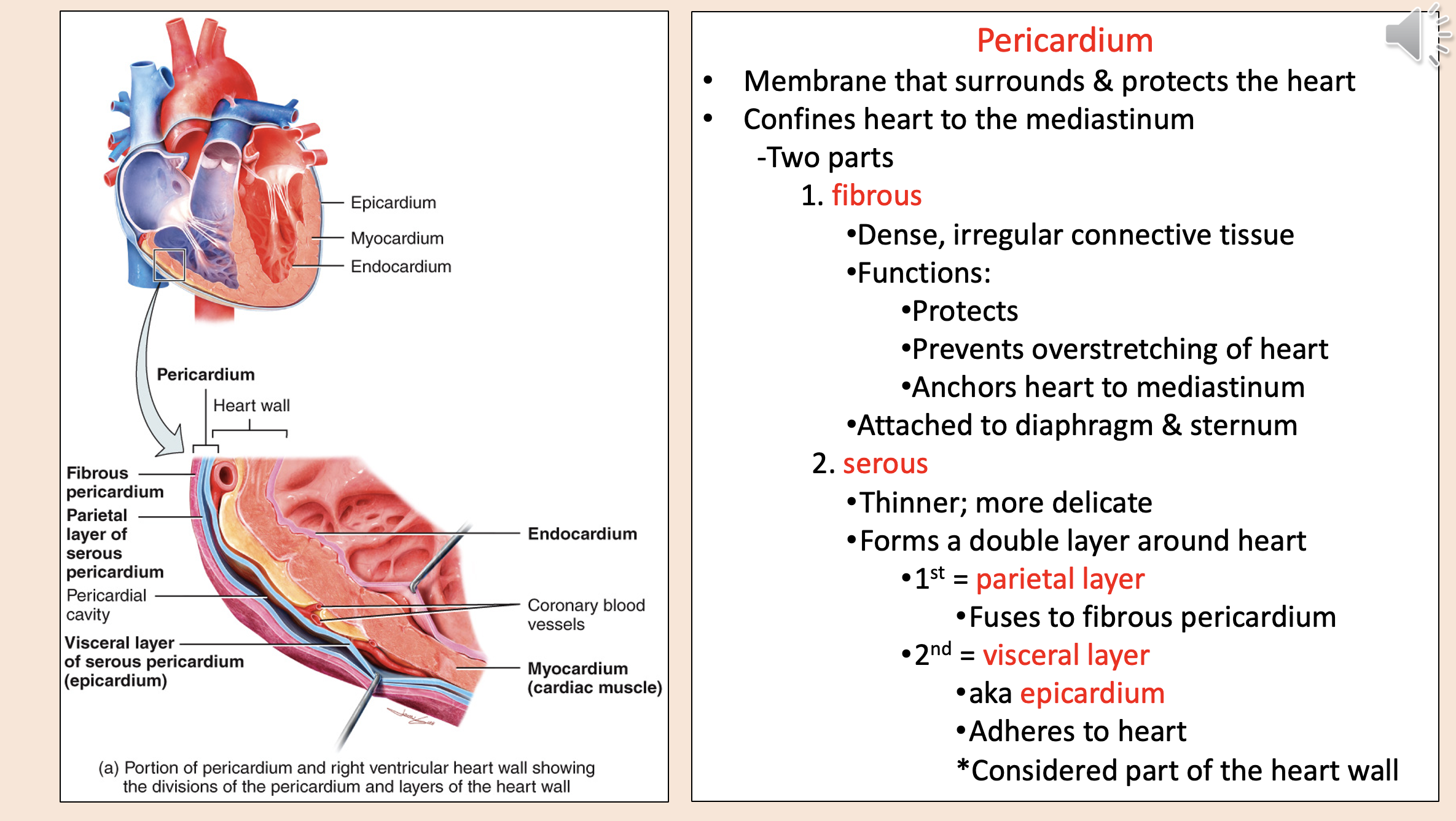 <p>protects</p><p>prevents overstretching of heart</p><p>anchors heart to mediastinum</p>