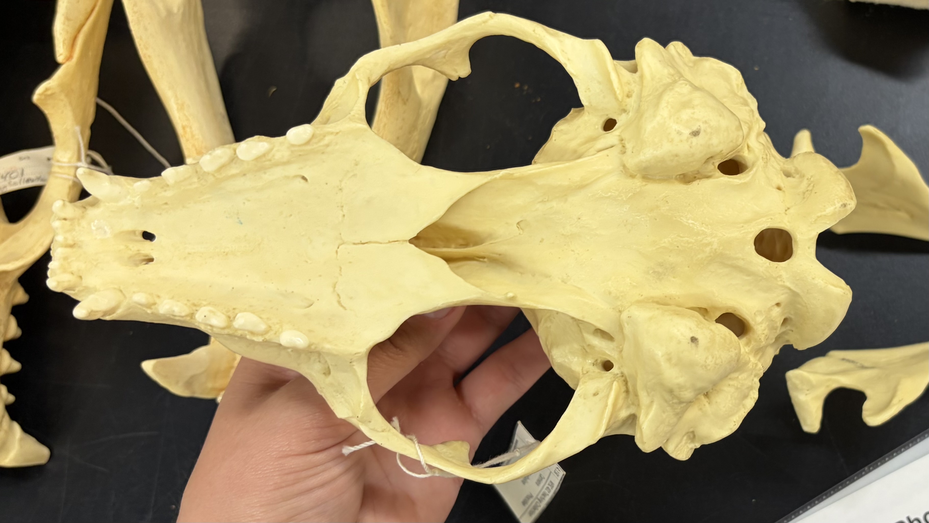 <ul><li><p>Carnivora</p><ul><li><p>Caniformia</p><ul><li><p>Phocidae</p><ul><li><p>along coastlines above 30 degrees N</p></li><li><p>carnivore</p></li></ul></li></ul></li></ul></li></ul><p></p>