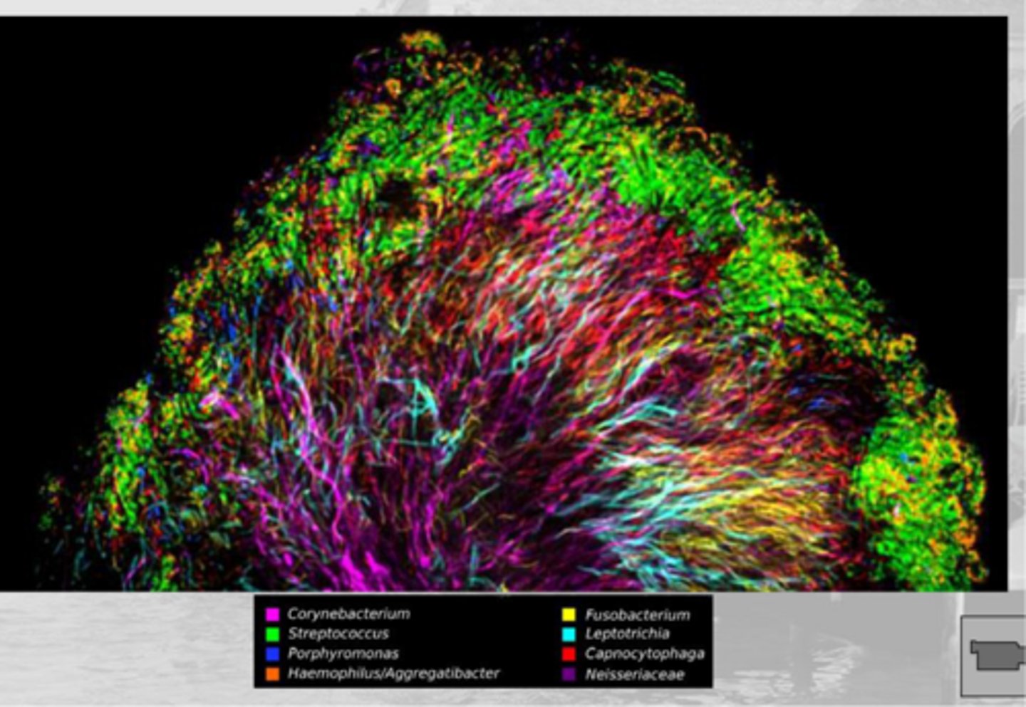 <p>uses a DNA or RNA probe, usually fluorescent, to detect and localize a DNA or mRNA in a tissue or cells</p><p>- no electrophoresis</p>