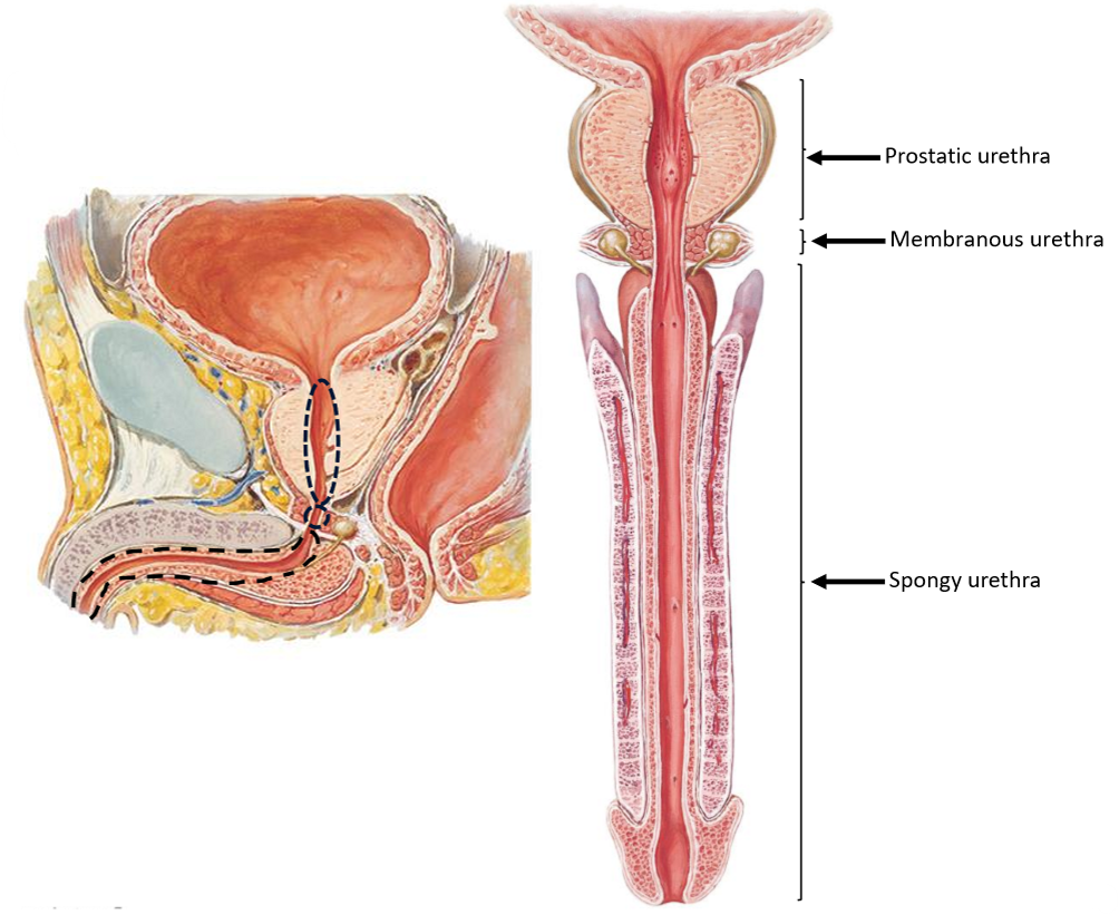 <p>Common pathway for urine & semen</p>