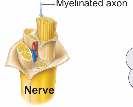 <ul><li><p>Nerves</p><p></p></li></ul><p></p>