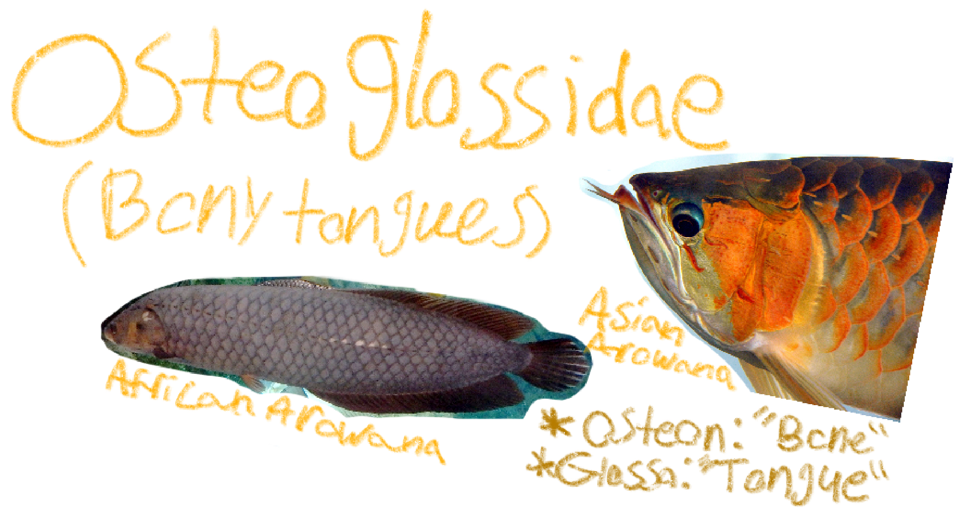 <p>Bony tongues, AKA Arowanas</p><p>(Osteon: “Bone”</p><p>Glosso: “Tongue”)</p><p>Includes: African arowana, Asian arowana</p><p>*found in temperate</p>