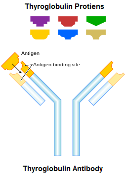 <p>Serum thyroglobulin autoantibodies</p>