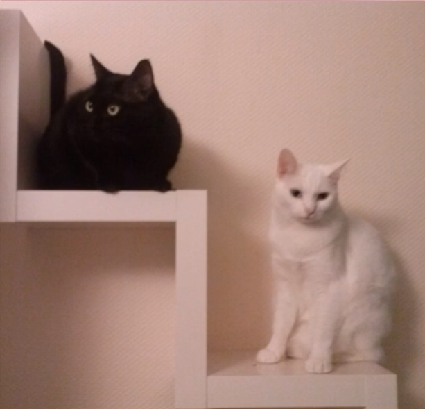 <p>Wo ist die schwarze Katze? Wo ist die weiße Katze?</p>