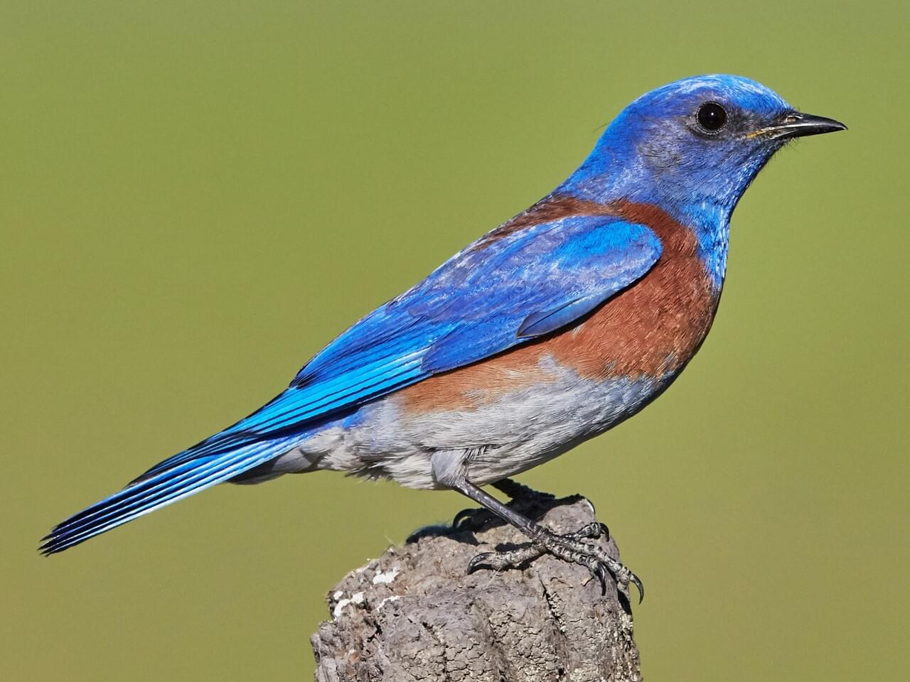 <p>Western bluebird</p>