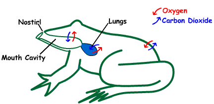 <p>How do adult frogs exchange gases?</p>