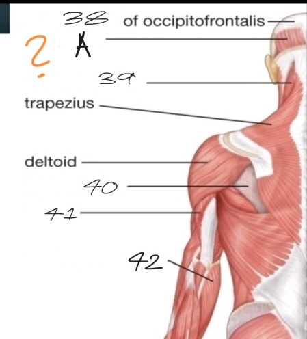 <p>What is No. 38, A, and 39?</p>