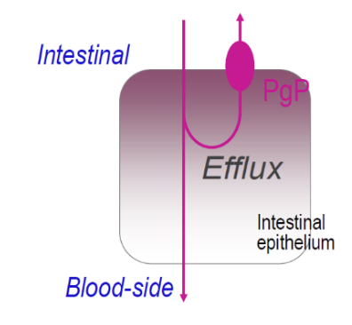 <p><strong>P-glycoprotein</strong> (<strong>PgP</strong>): <span style="background-color: transparent;"><strong>M</strong>ulti-<strong>D</strong>rug<strong> R</strong>esistance (<strong>MDR</strong>)<strong> efflux protein</strong> expressed in the intestinal epithelium, hepatocytes, renal proximal tubular cells, and brain capillary endothelium</span></p><ul><li><p><span style="background-color: transparent;">Many tumor cells express this protein in order to protect themselves</span></p></li></ul><p></p>