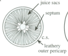 <p>juice sacs divided by septa with a leathery outer pericarp</p>