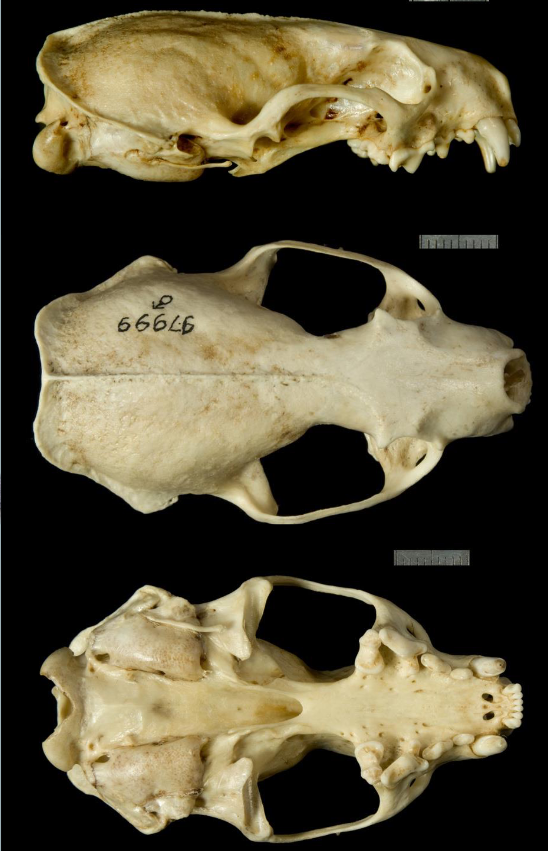 <p>Neogale vison</p>