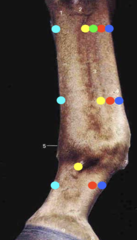 <p>What are these tendon of the distal limb?</p>